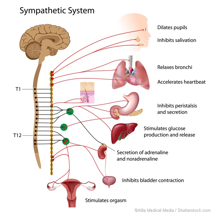 Sympathetic nervous system diagram